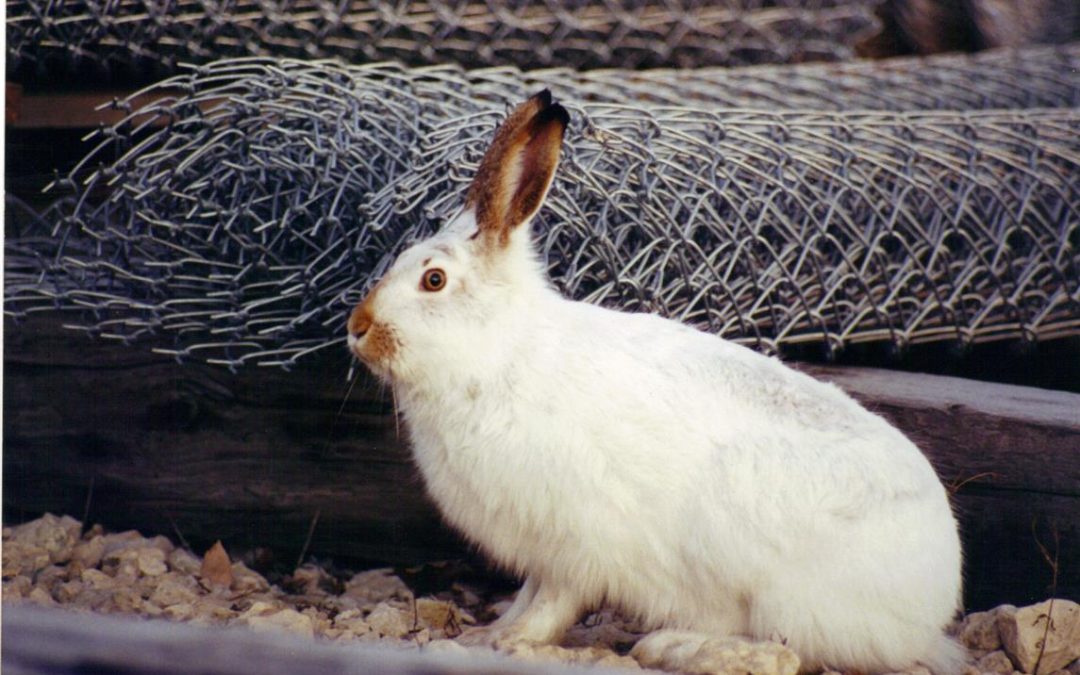 Galvanized-Fence (Medium)
